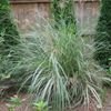Caberet Chinese Silver Grass